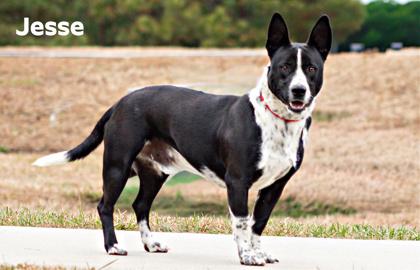 Enlarge Jesse, a Adoptable mixed breed in Clayton, GA image 2/2