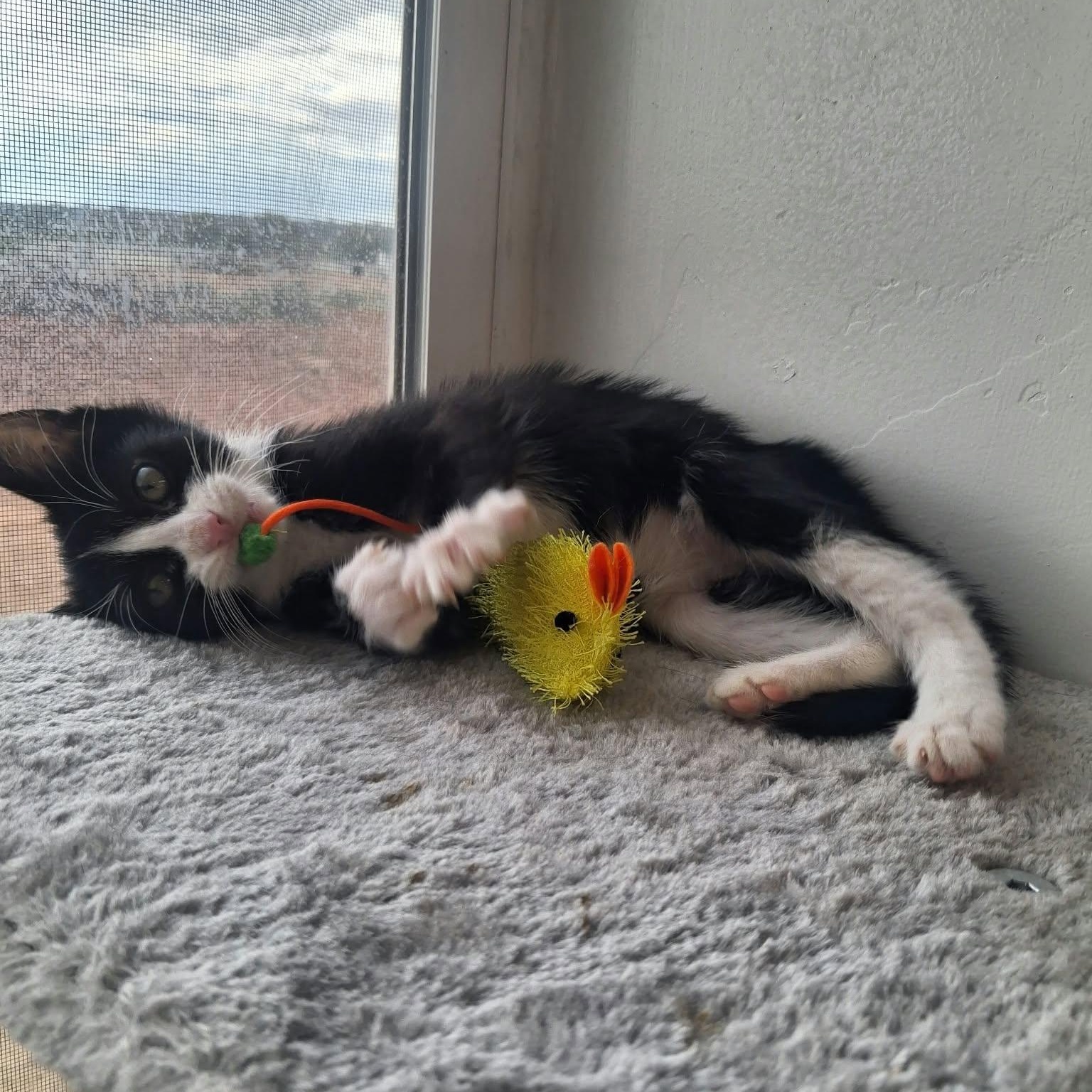 Enlarge Domino, a Adoptable Domestic Short Hair in Roosevelt, UT image 4/4