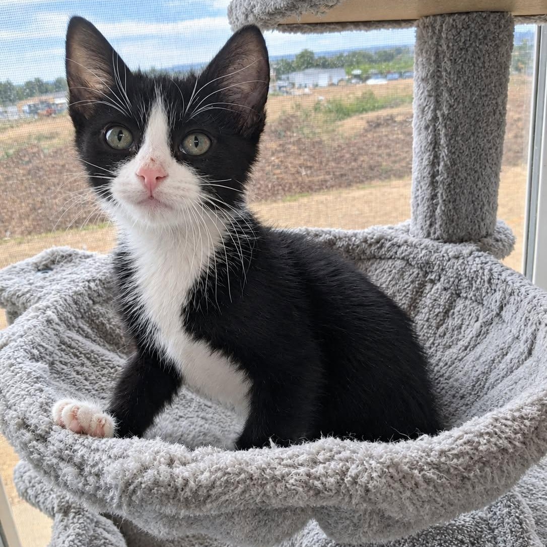 Enlarge Domino, a Adoptable Domestic Short Hair in Roosevelt, UT image 1/4