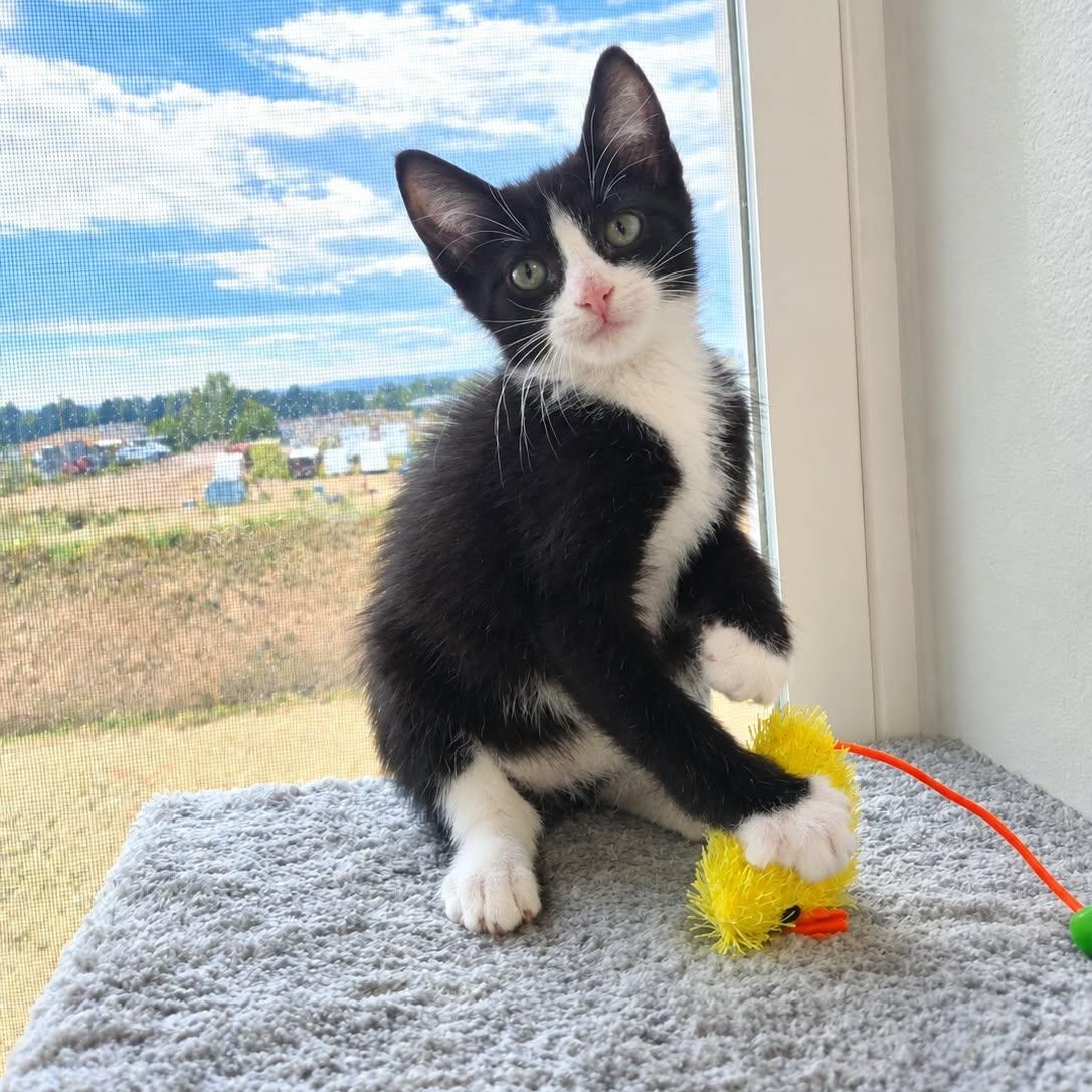 Enlarge Domino, a Adoptable Domestic Short Hair in Roosevelt, UT image 2/4