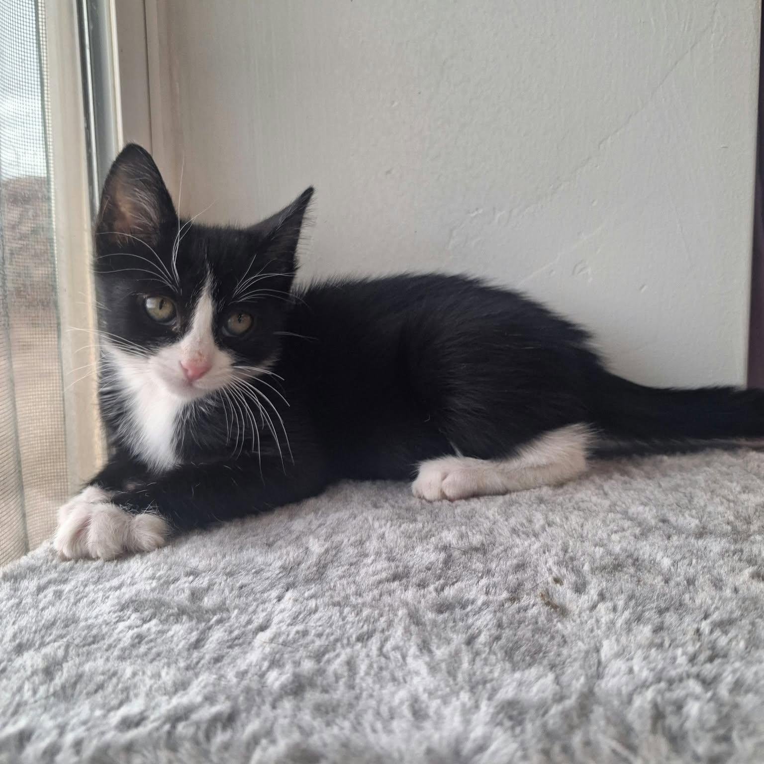 Enlarge Domino, a Adoptable Domestic Short Hair in Roosevelt, UT image 3/4