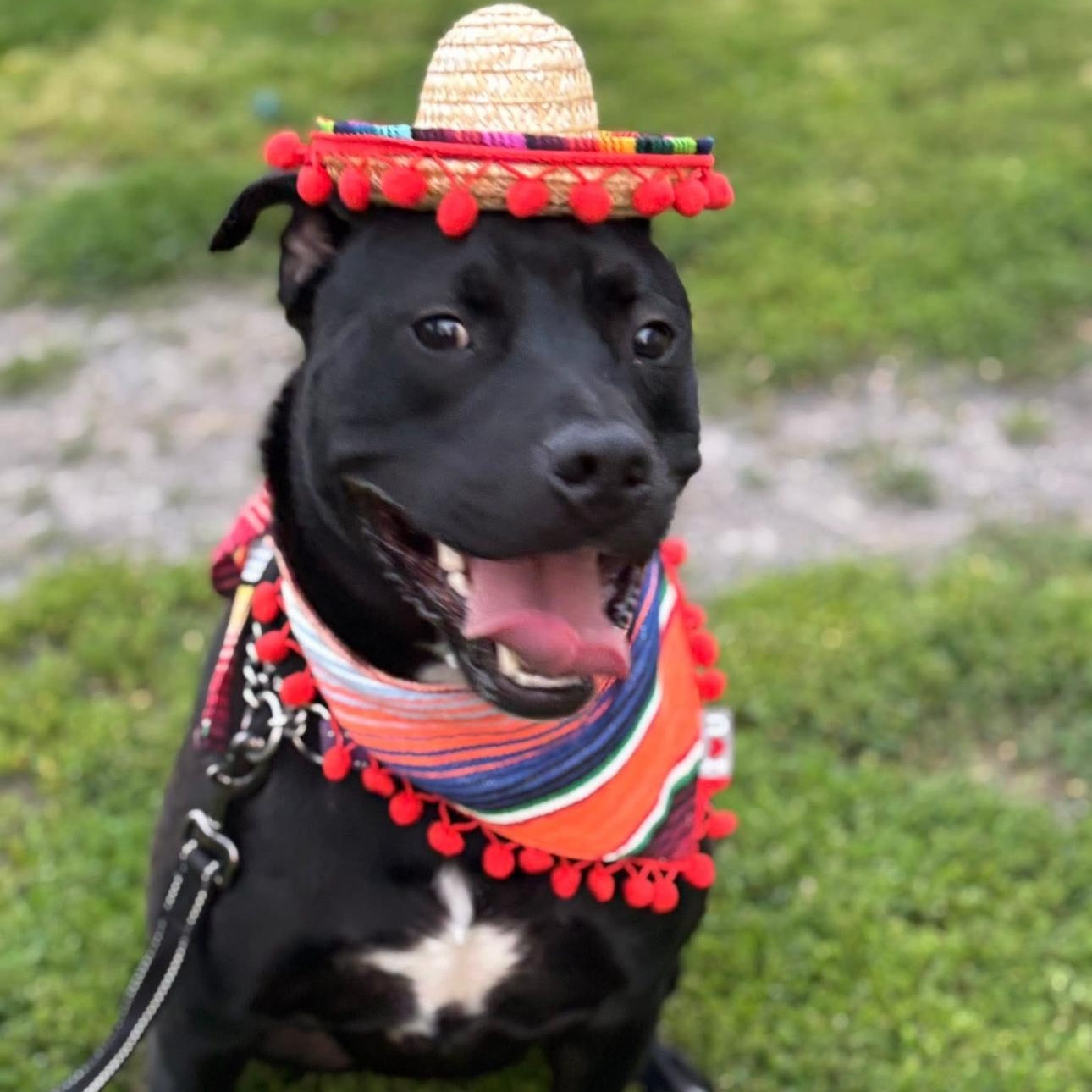 Rambo (living in a temporary foster home)