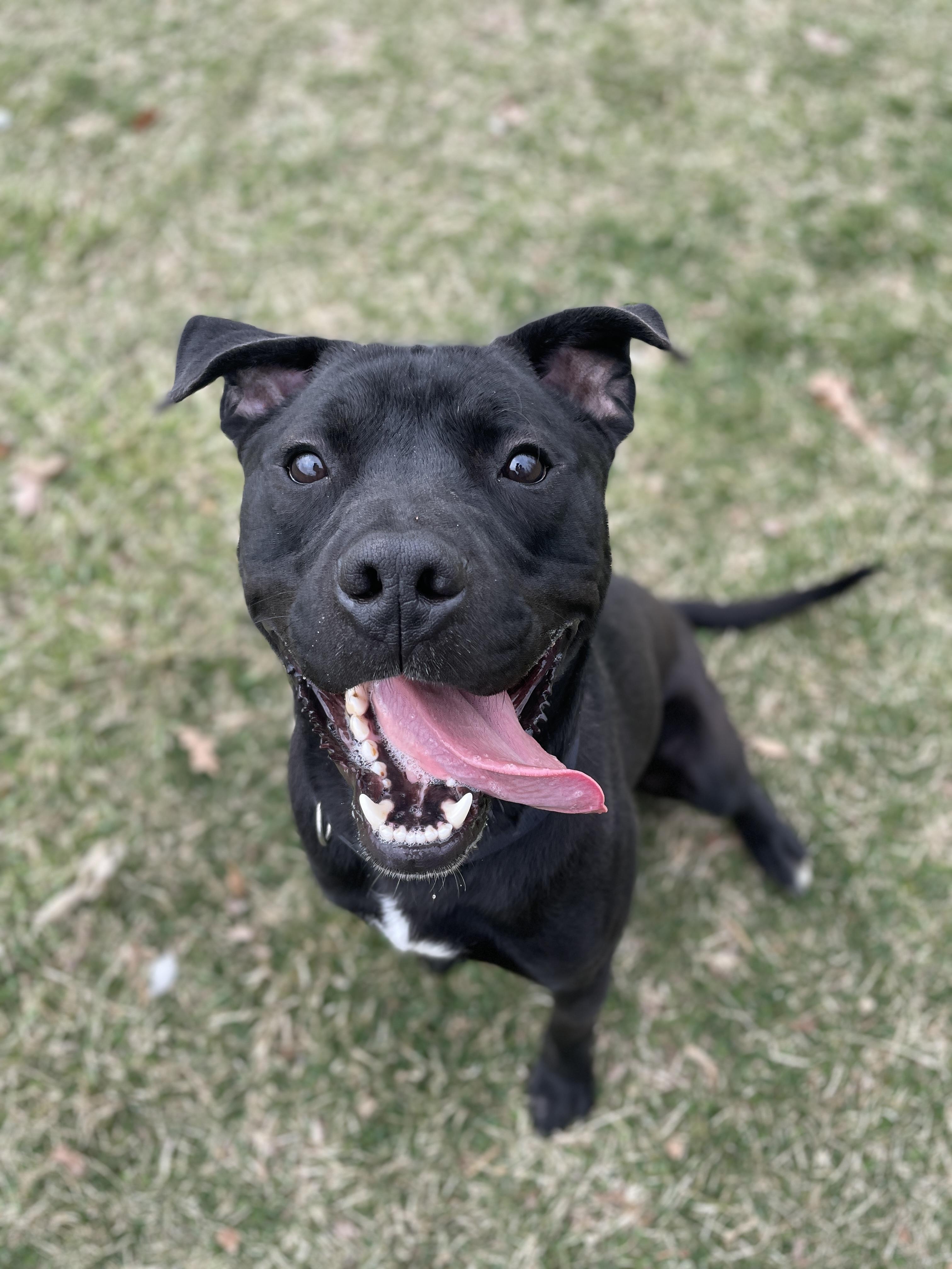 Rambo (living in a temporary foster home)