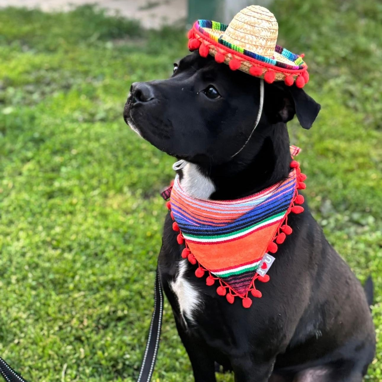 Rambo (living in a temporary foster home)