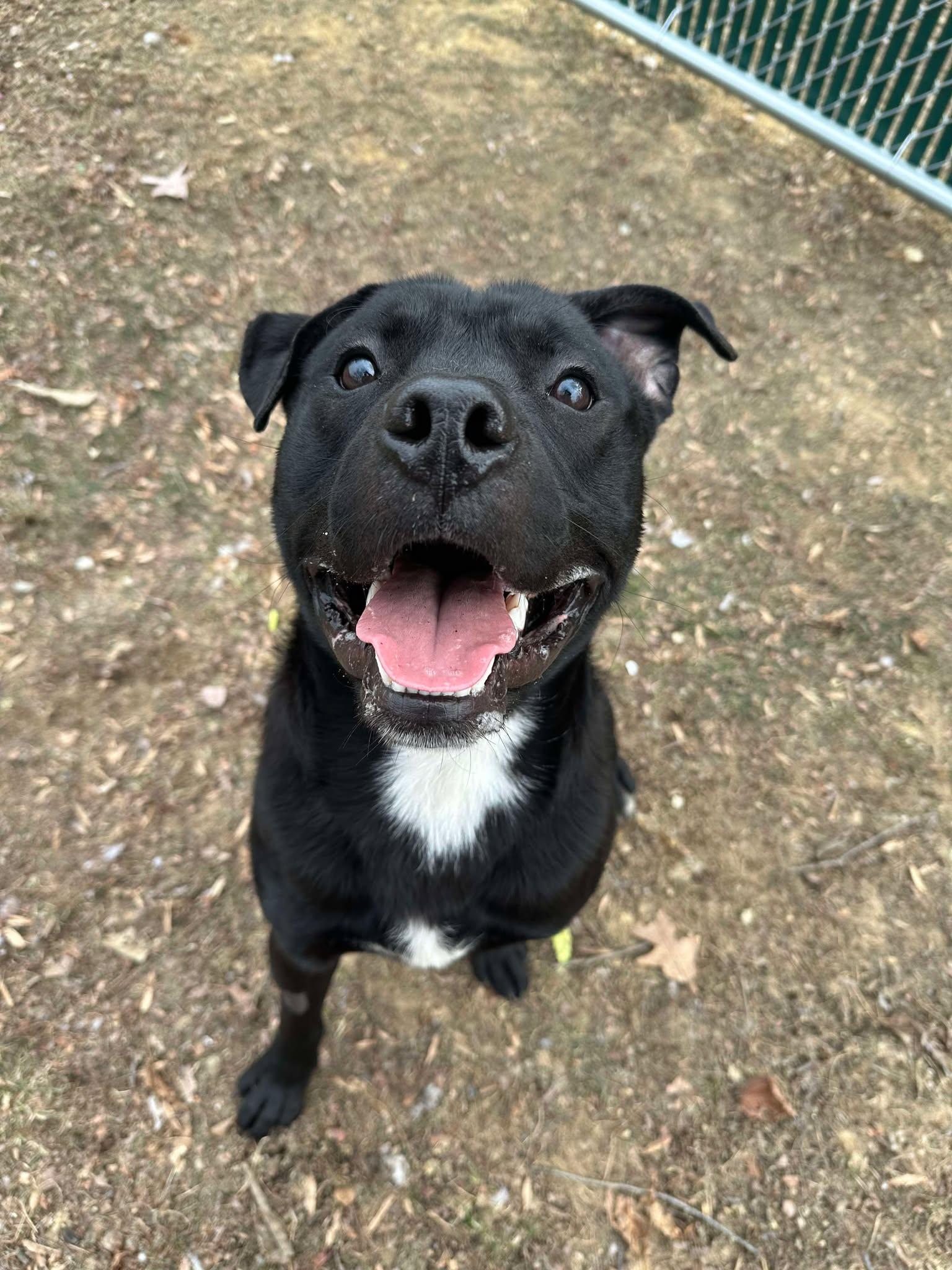Rambo (living in a temporary foster home)