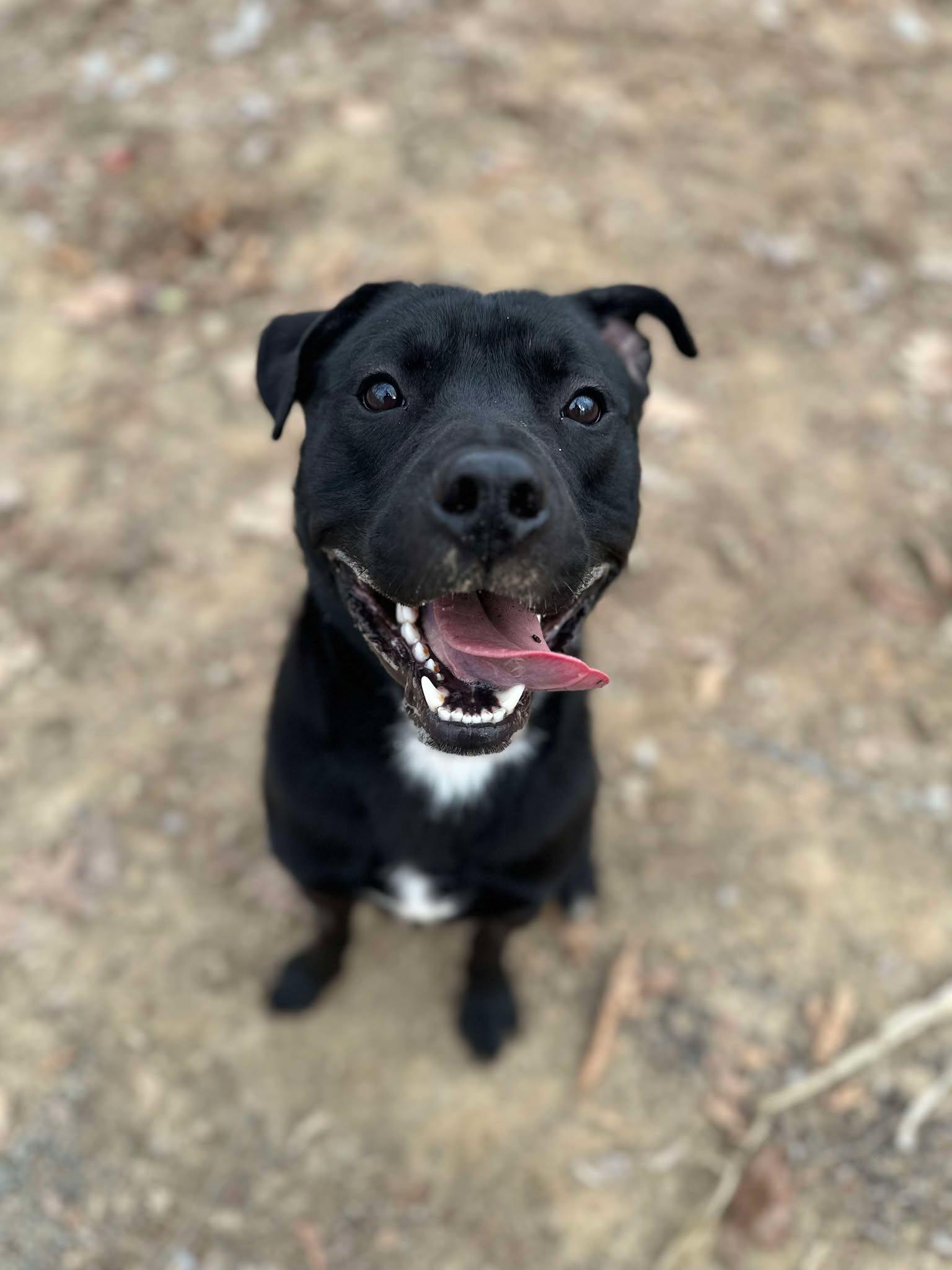 Rambo (living in a temporary foster home)