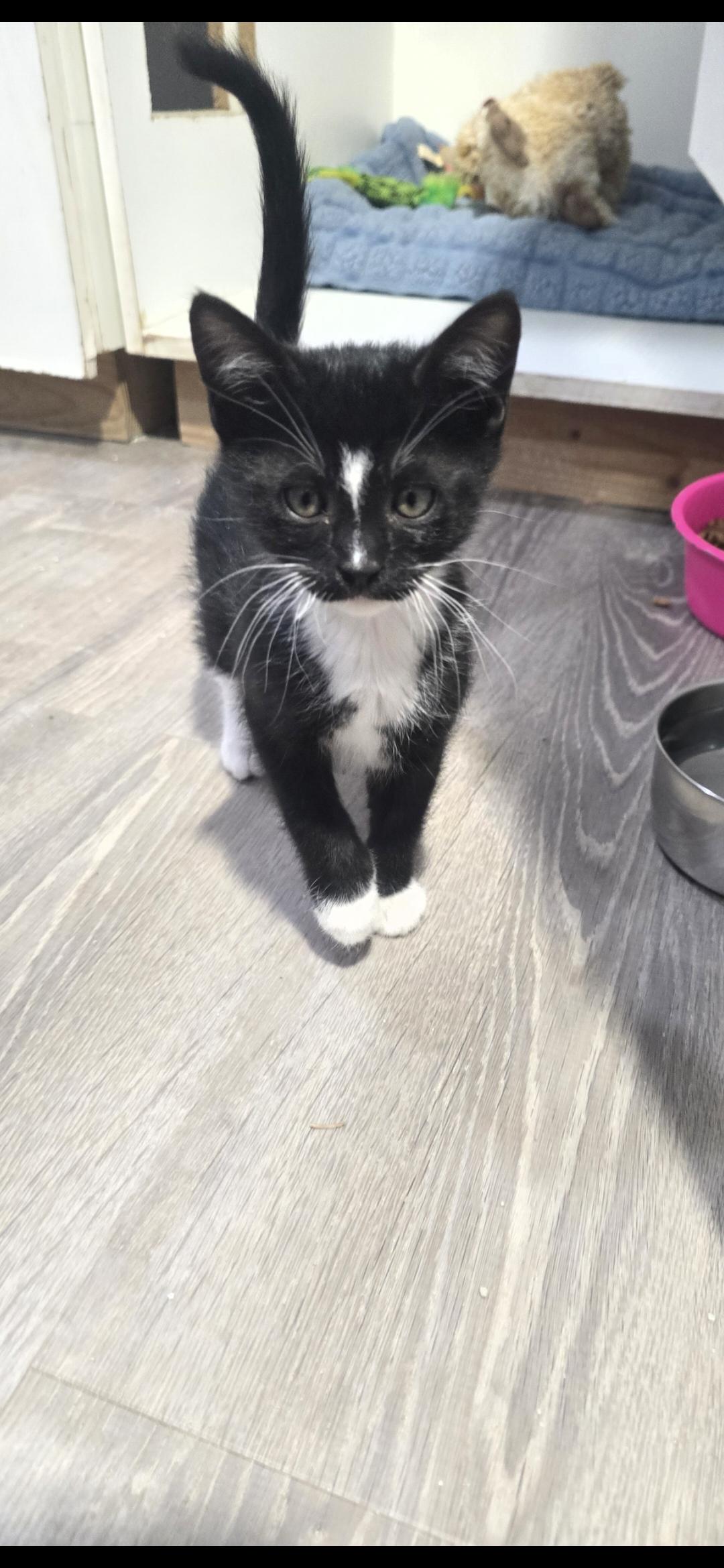 Enlarge Benedict , a ADOPTABLE Domestic Short Hair in Globe, AZ image 1/1