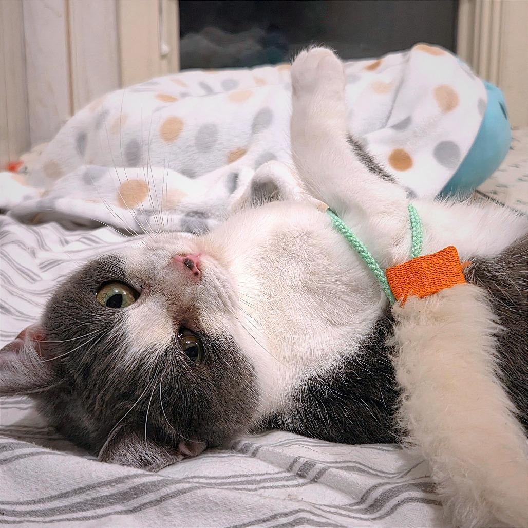 Lady Danbury, Adoptable, Young Female Domestic Short Hair.