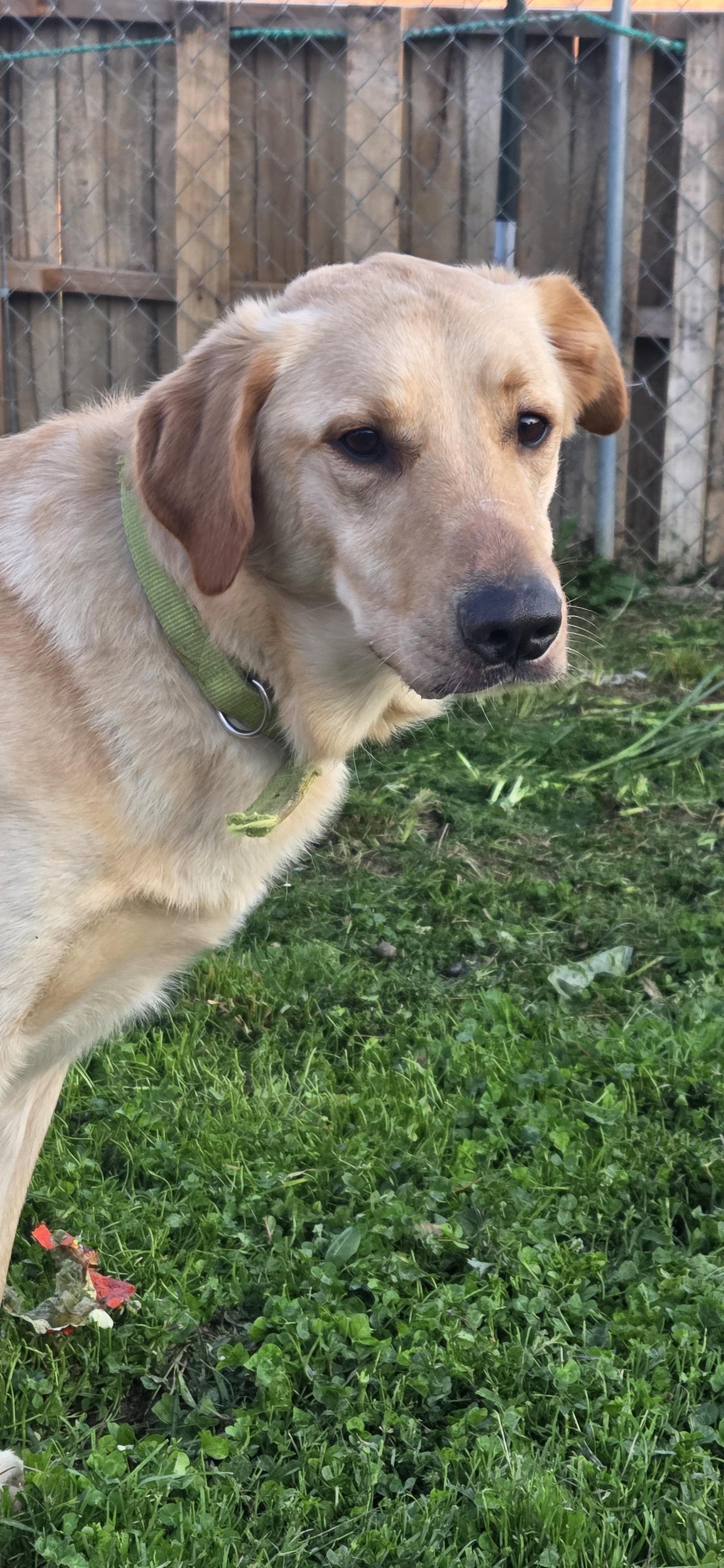 Enlarge Air bud, an adoptable Labrador Retriever in Evansville, IN image 2/3