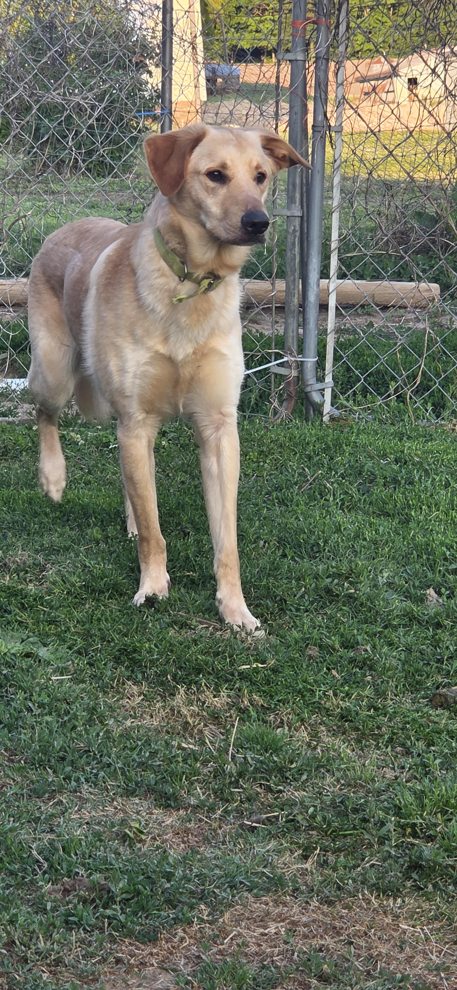 Enlarge Air bud, an adoptable Labrador Retriever in Evansville, IN image 3/3