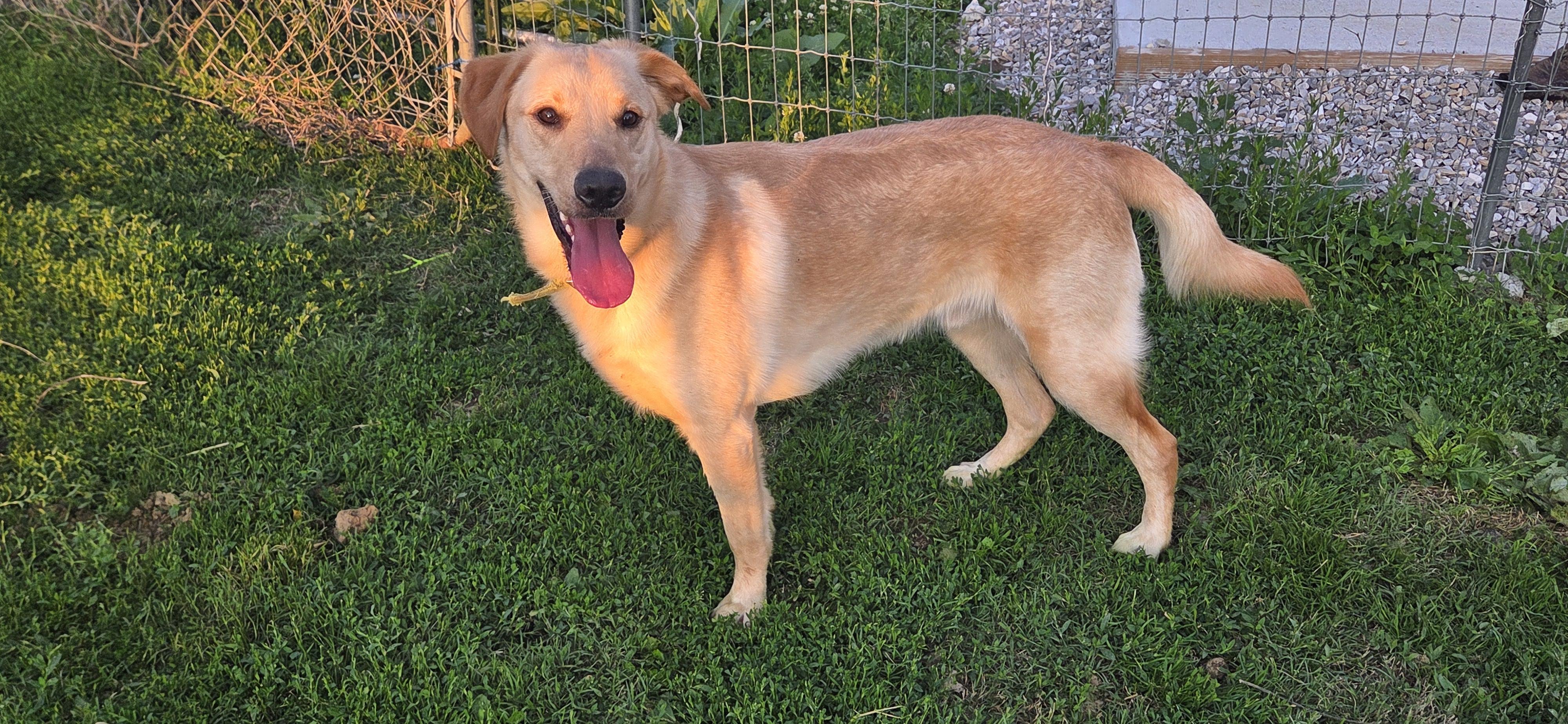 Enlarge Air bud, an adoptable Labrador Retriever in Evansville, IN image 1/3