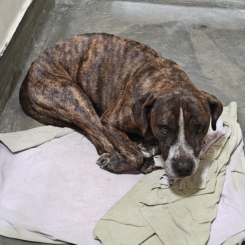 PEARSON, Adoptable, Senior Male Boxer.