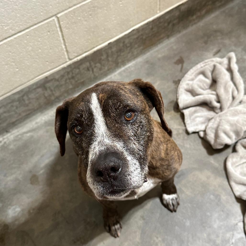 Enlarge PEARSON, a Adoptable mixed breed in Upland, CA image 2/6