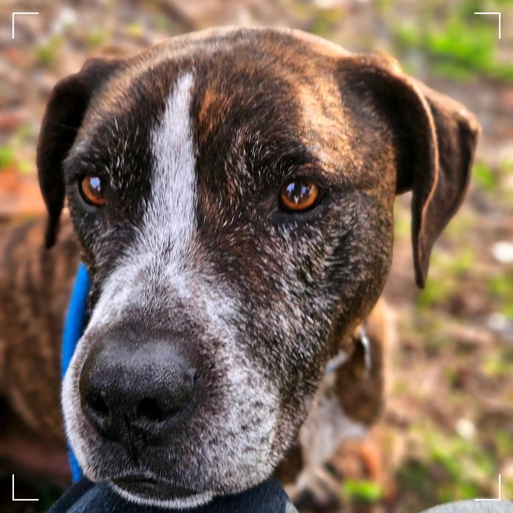 Enlarge PEARSON, a Adoptable mixed breed in Upland, CA image 3/6