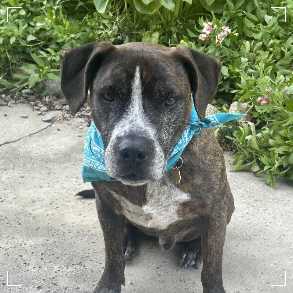 Enlarge PEARSON, a Adoptable mixed breed in Upland, CA image 4/6