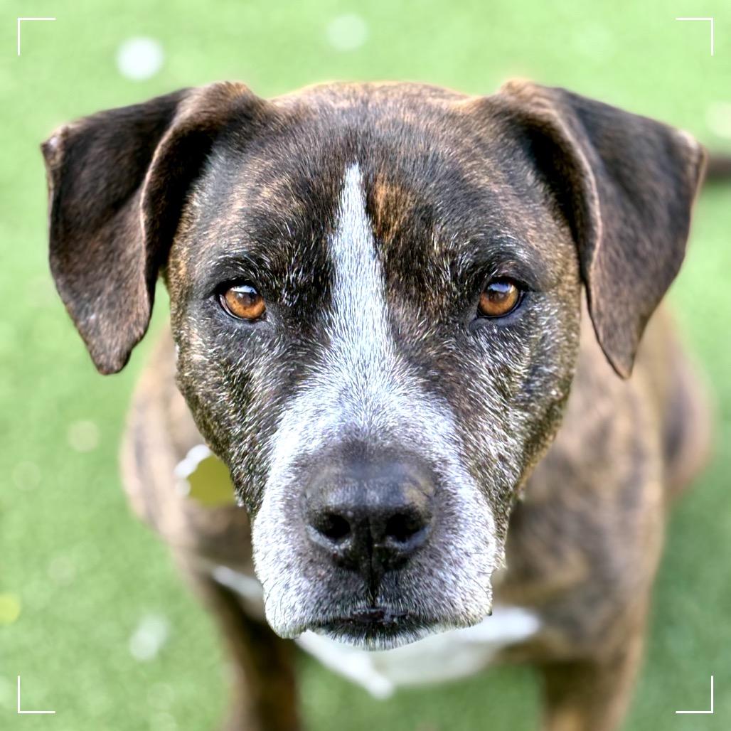 Enlarge PEARSON, a Adoptable mixed breed in Upland, CA image 5/6