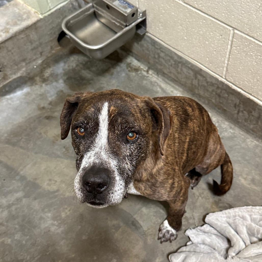 Enlarge PEARSON, a Adoptable mixed breed in Upland, CA image 6/6