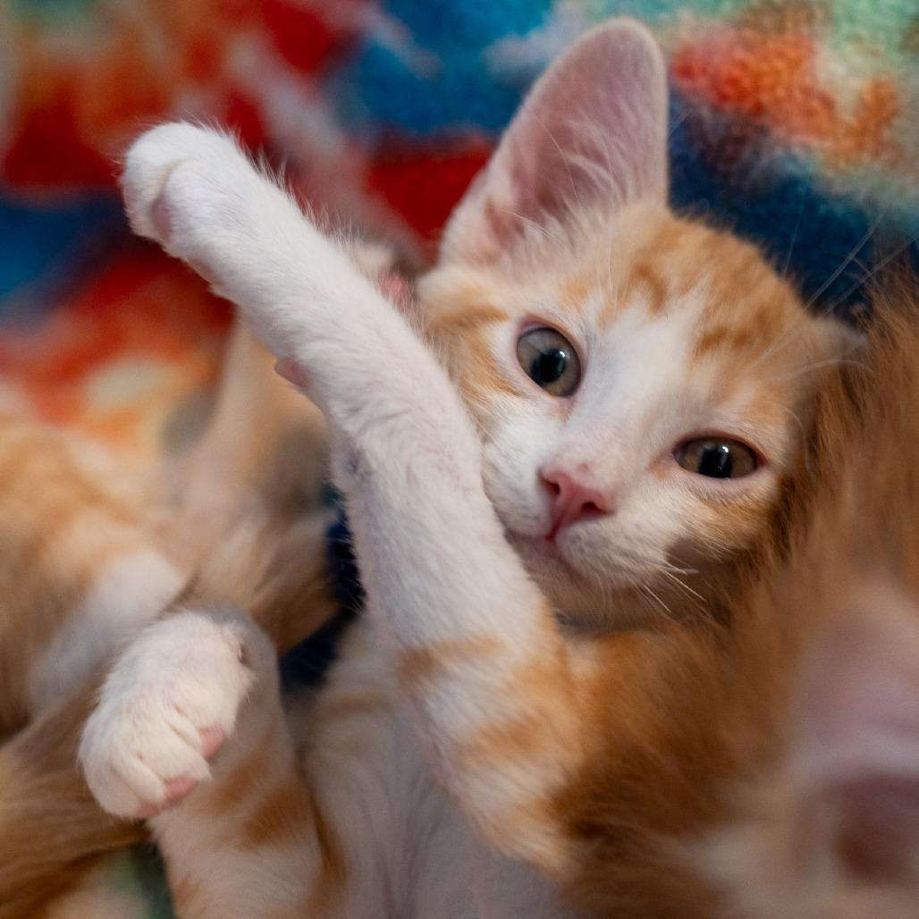 Sunkist, a Adoptable Domestic Short Hair in Durango, CO image 1/4