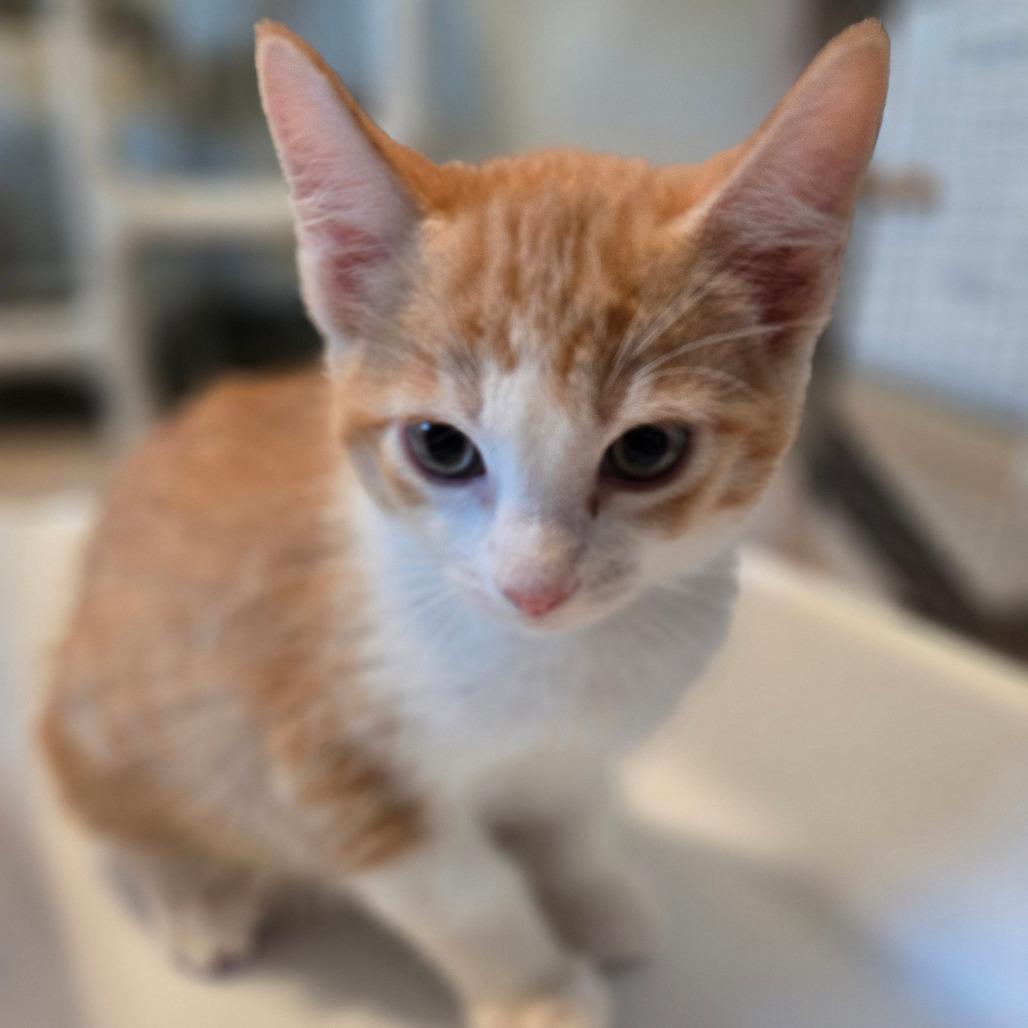 Sunkist, a Adoptable Domestic Short Hair in Durango, CO image 2/4