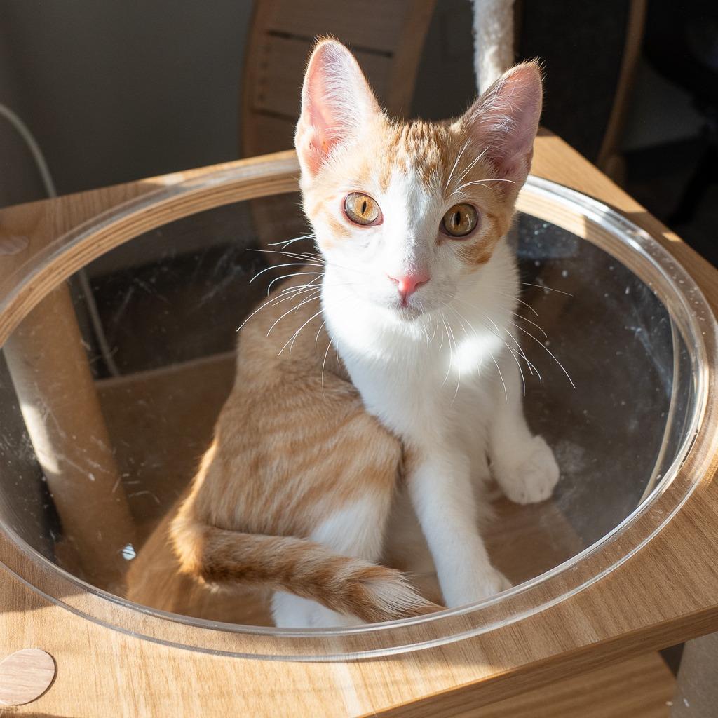 Enlarge Sunkist, a Adoptable Domestic Short Hair in Durango, CO image 3/6