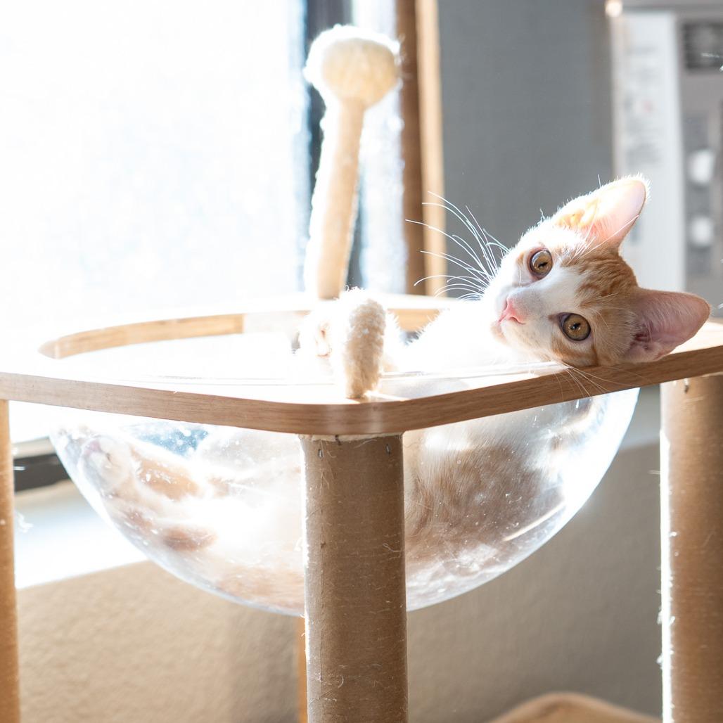 Enlarge Sunkist, a Adoptable Domestic Short Hair in Durango, CO image 4/6