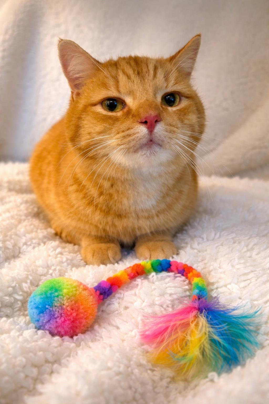 Enlarge Simba, a ADOPTABLE Tabby in Copley, OH image 2/2