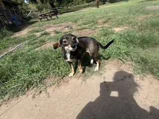 Enlarge MAPLE and Papa - BONDED PAIR - TRANSPORT AVAILABLE, a Adoptable mixed breed in Grand Junction, CO image 6/6