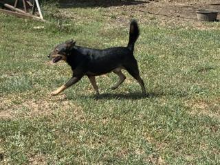 Enlarge MAPLE and Papa - BONDED PAIR - TRANSPORT AVAILABLE, a Adoptable mixed breed in Grand Junction, CO image 5/6