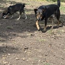 Enlarge MAPLE and Papa - BONDED PAIR - TRANSPORT AVAILABLE, a Adoptable mixed breed in Grand Junction, CO image 4/6
