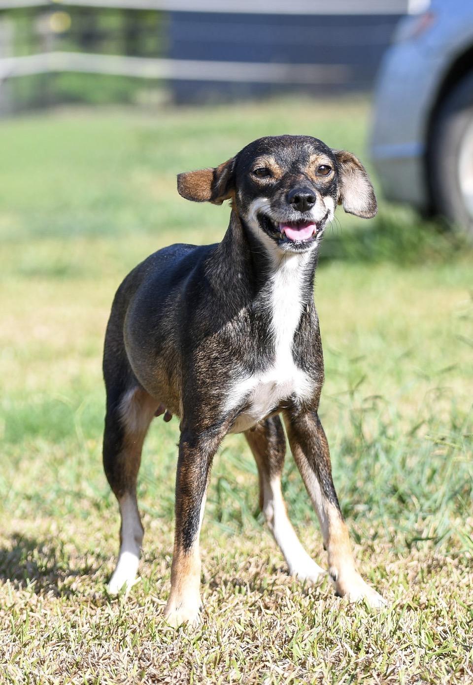 Enlarge MAPLE and Papa - BONDED PAIR - TRANSPORT AVAILABLE, a Adoptable mixed breed in Grand Junction, CO image 3/6