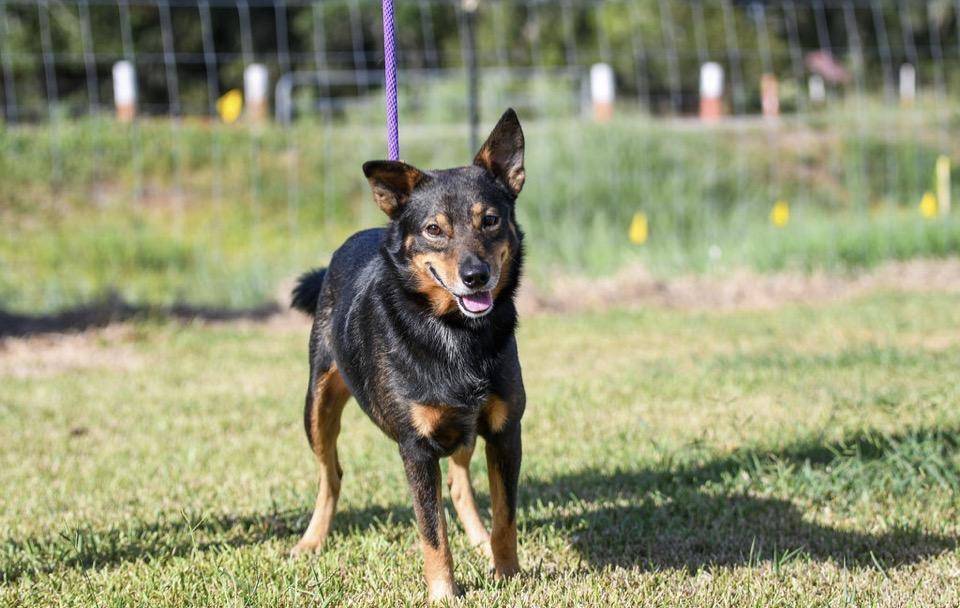 Enlarge MAPLE and Papa - BONDED PAIR - TRANSPORT AVAILABLE, a Adoptable mixed breed in Grand Junction, CO image 2/6