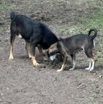 MAPLE and Papa - BONDED PAIR - TRANSPORT AVAILABLE, Adoptable, Adult Female German Shepherd Dog & Chihuahua.