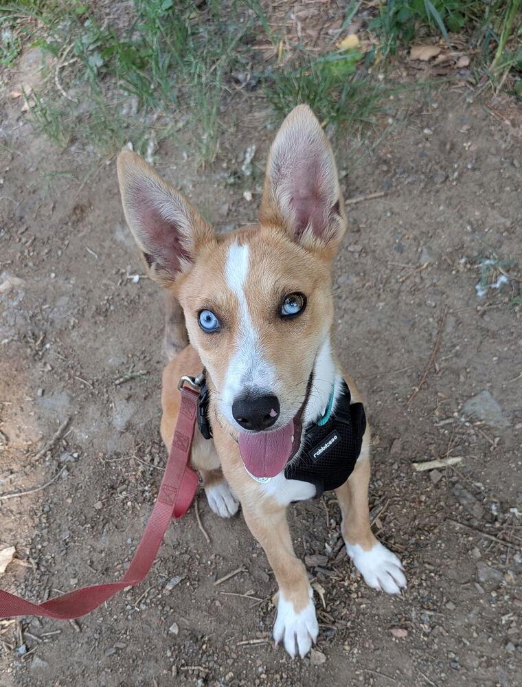 Nelson, a Adoptable mixed breed in Denver, CO image 2/6