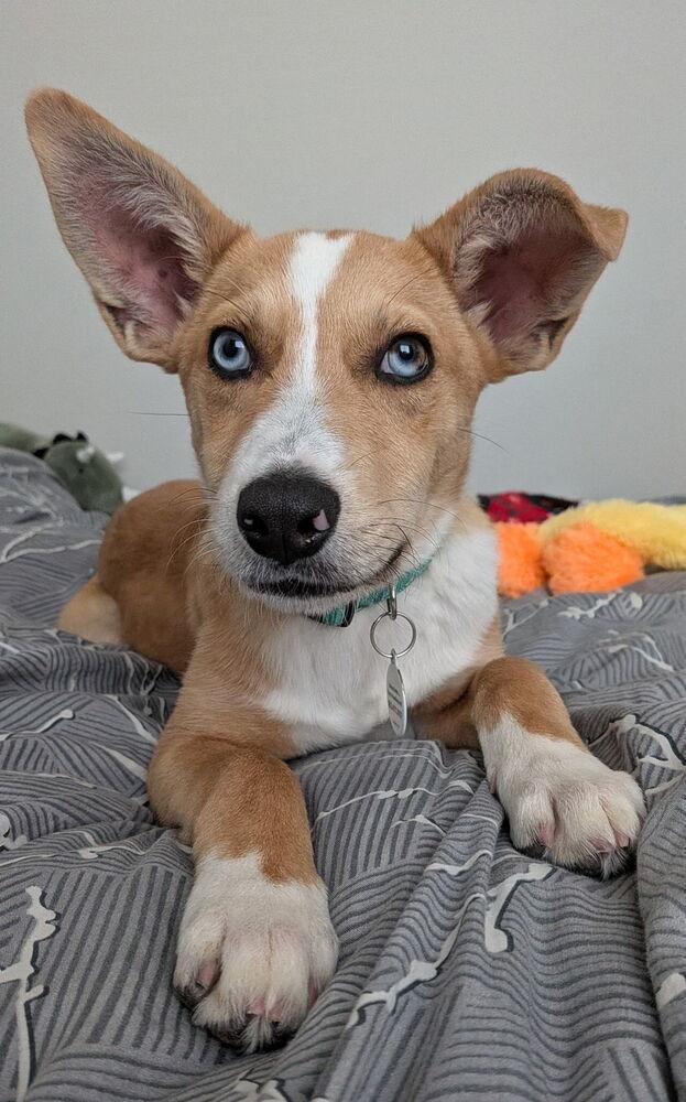 Nelson, a Adoptable mixed breed in Denver, CO image 3/6