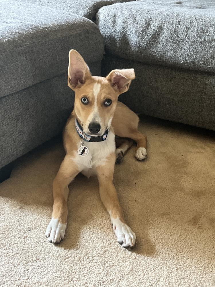 Nelson, a Adoptable mixed breed in Denver, CO image 4/6