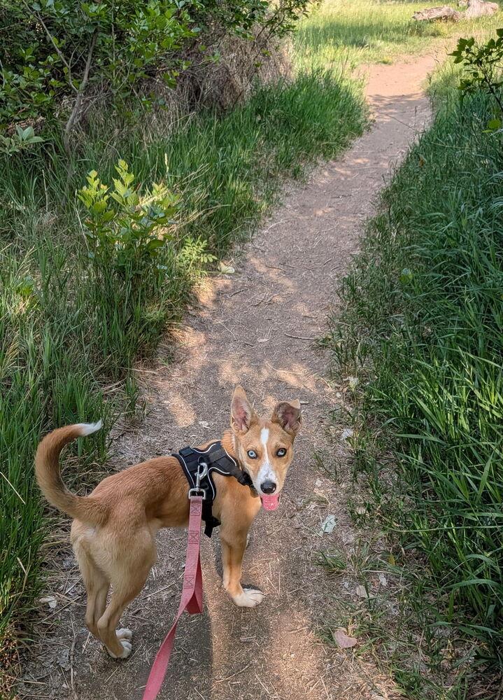 Nelson, a Adoptable mixed breed in Denver, CO image 5/6