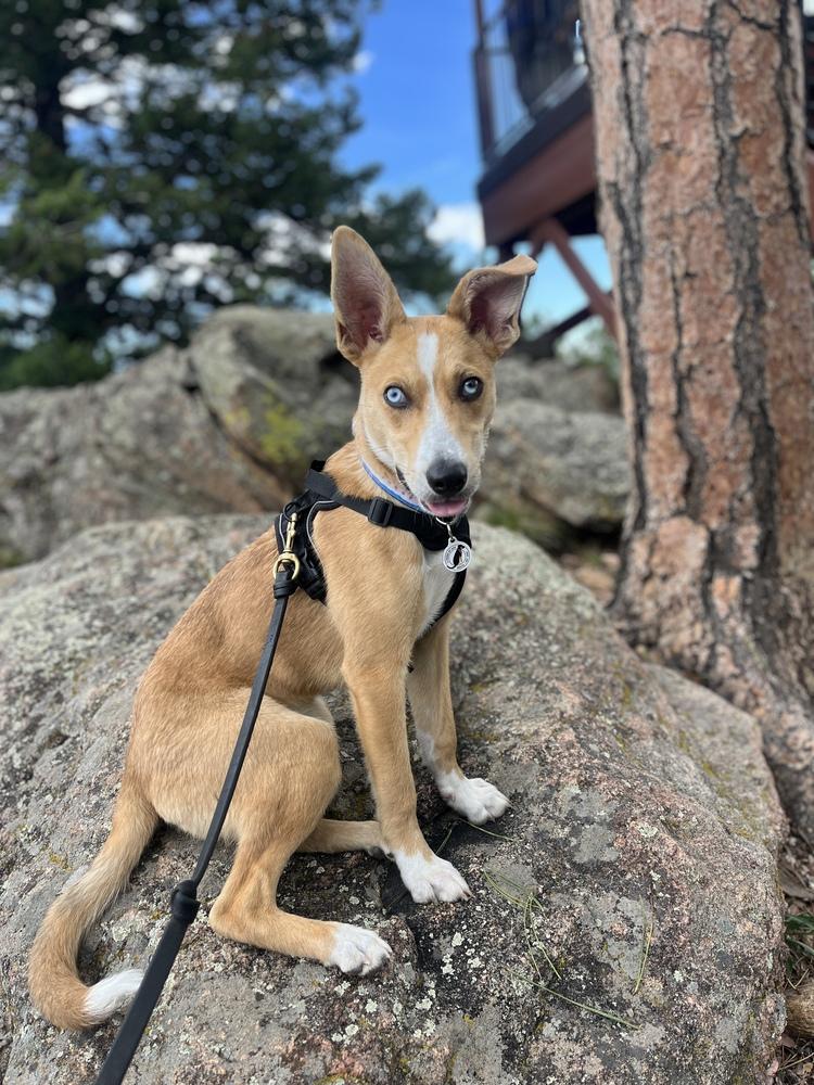 Nelson, a Adoptable mixed breed in Denver, CO image 6/6