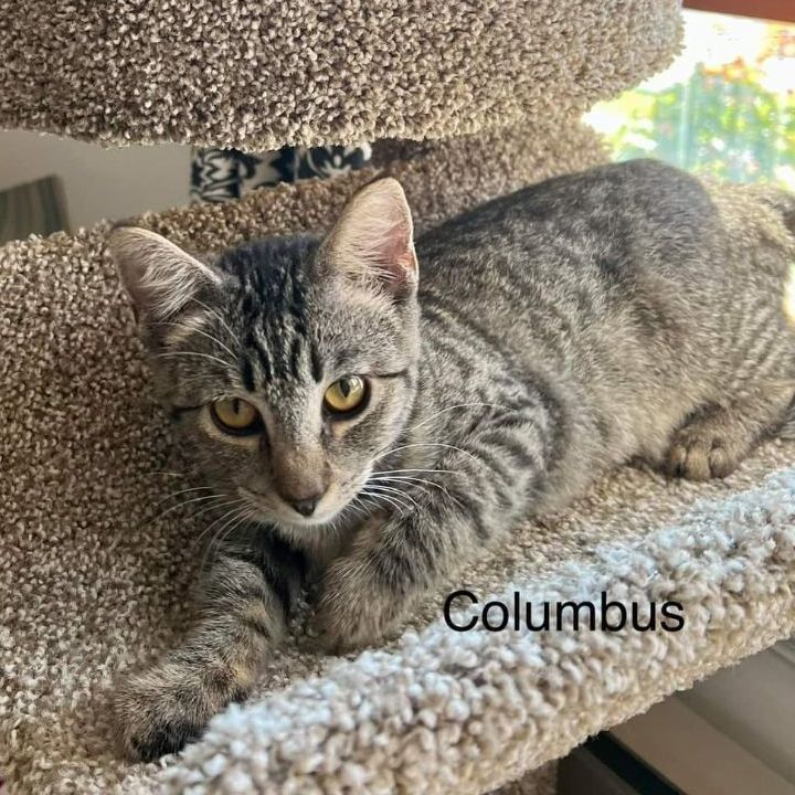 Columbus, a Adoptable Domestic Short Hair in New Cumberland, PA image 1/6