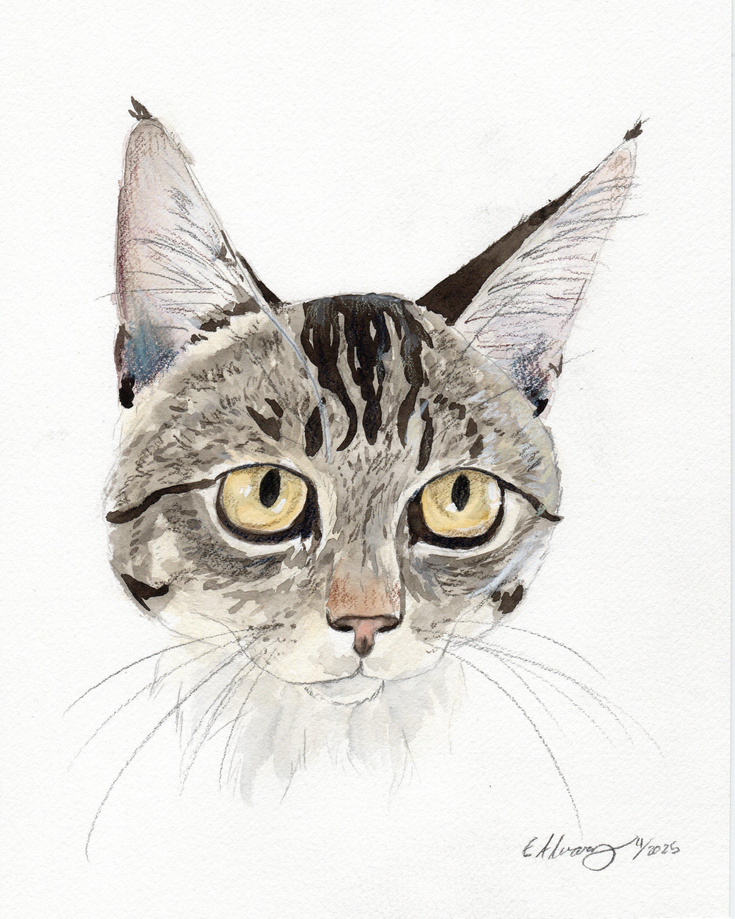 Columbus, a Adoptable Domestic Short Hair in New Cumberland, PA image 2/6