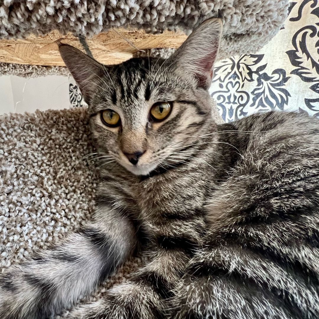 Columbus, a Adoptable Domestic Short Hair in New Cumberland, PA image 3/6