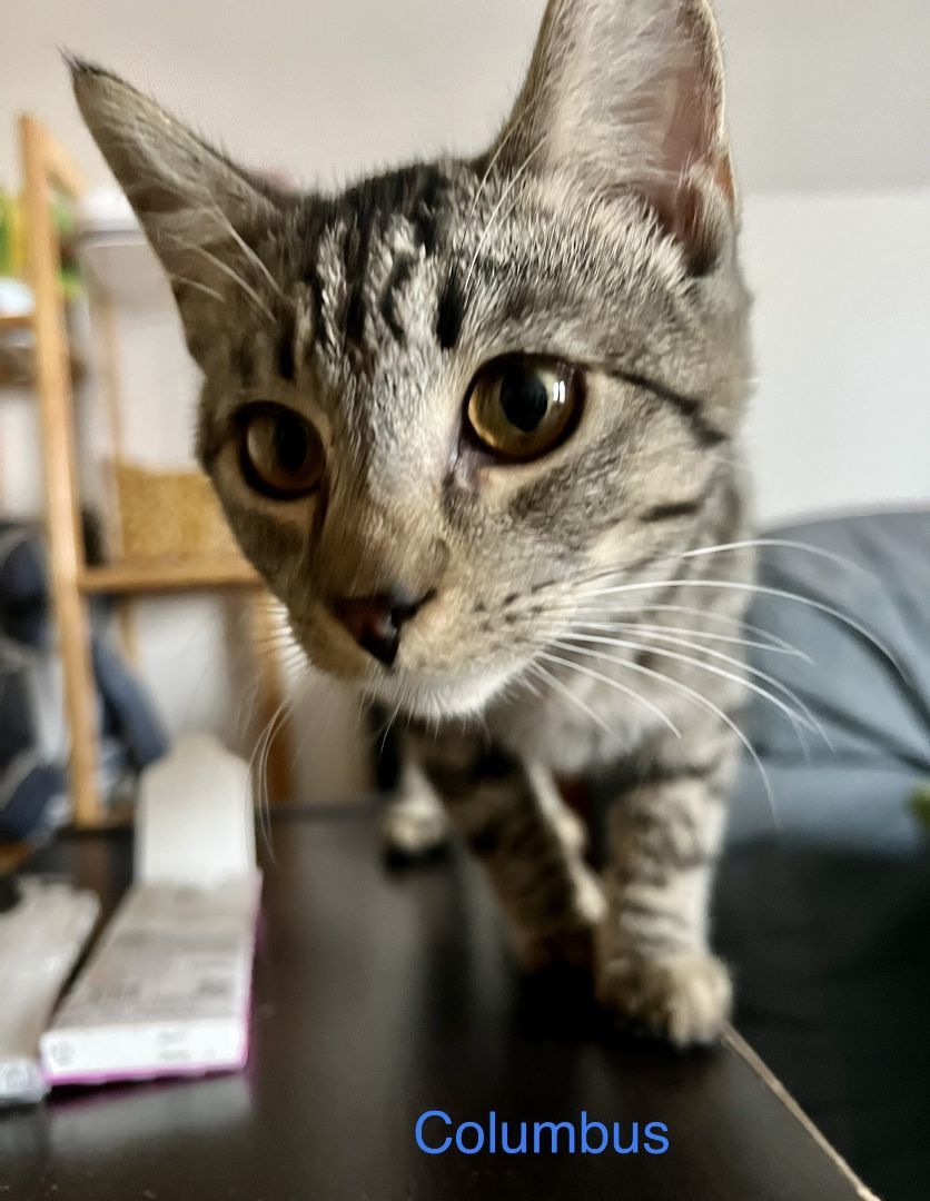Columbus, a Adoptable Domestic Short Hair in New Cumberland, PA image 5/6