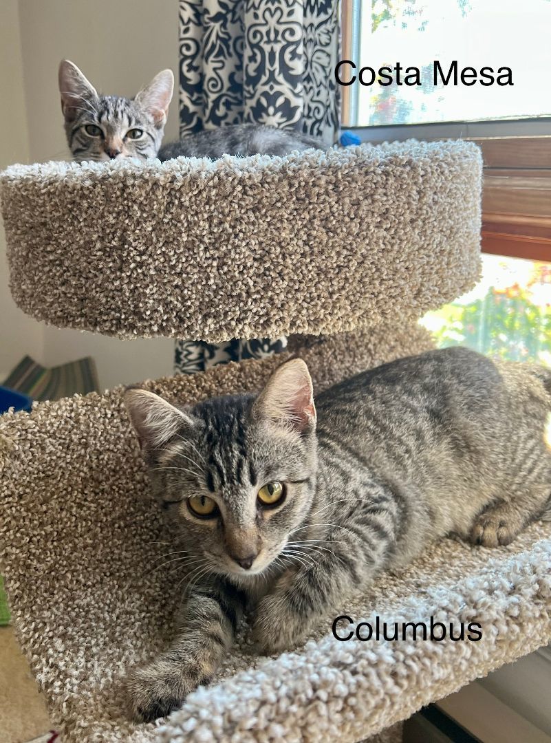 Columbus, a Adoptable Domestic Short Hair in New Cumberland, PA image 6/6