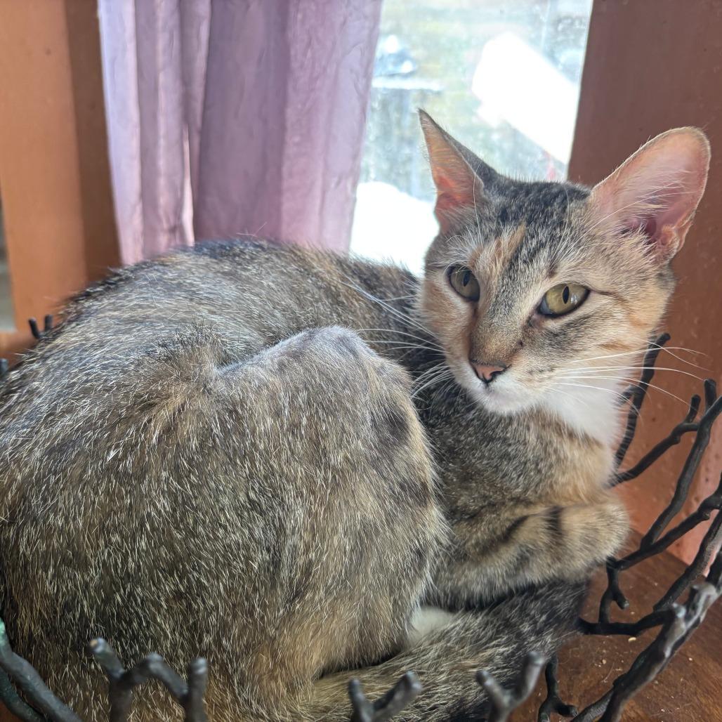 Prentiss, Adoptable, Adult Female Domestic Short Hair.