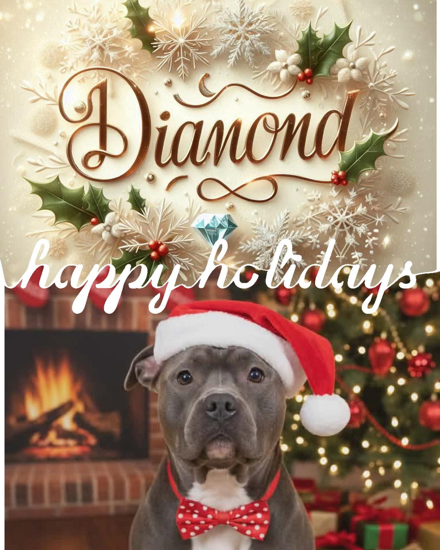 DIAMOND tinycauseadopt@gmail.com , a ADOPTABLE mixed breed in Vandergrift, PA image 2/2