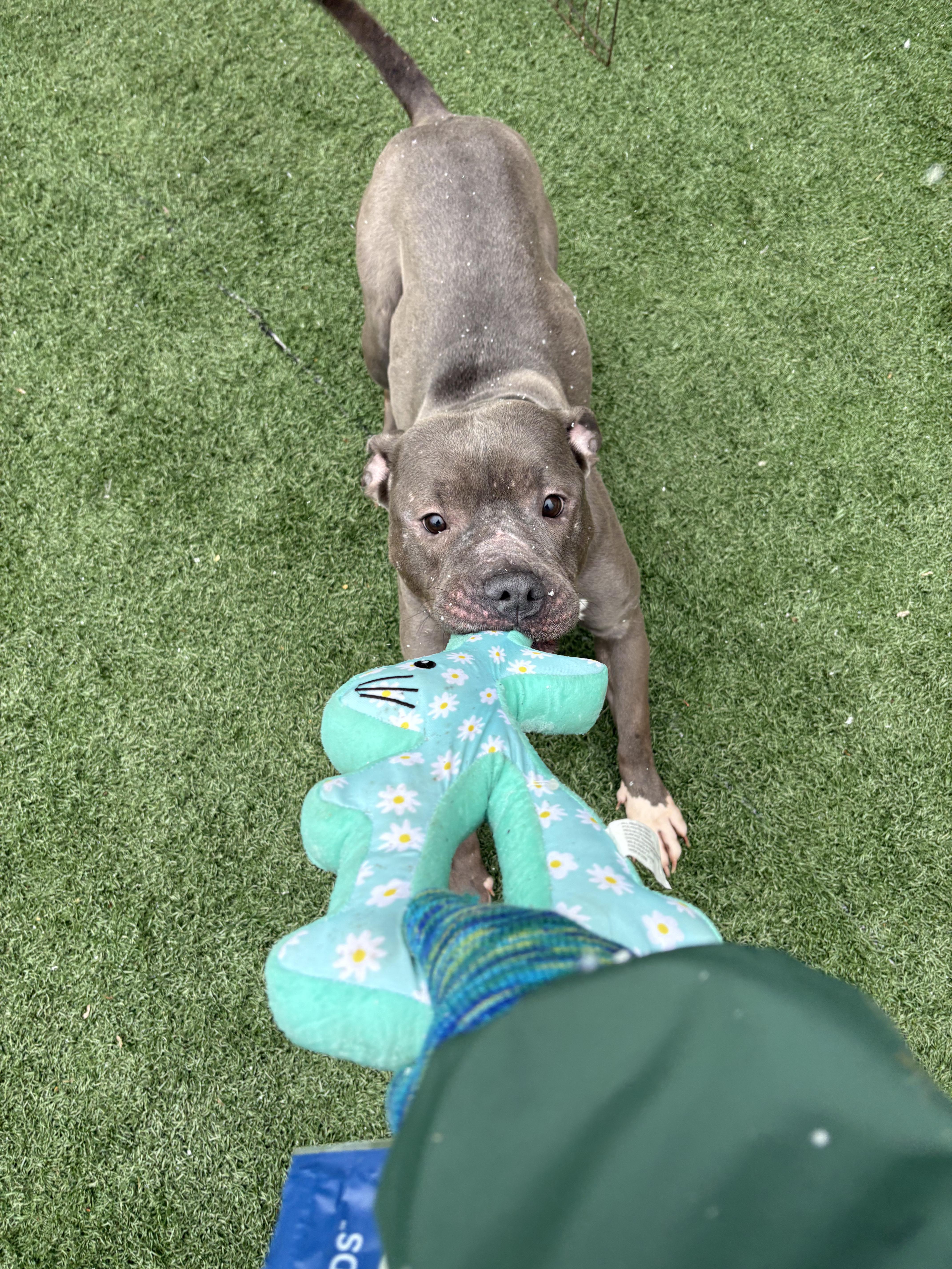 Enlarge DIAMOND tinycauseadopt@gmail.com , a ADOPTABLE mixed breed in Vandergrift, PA image 5/6