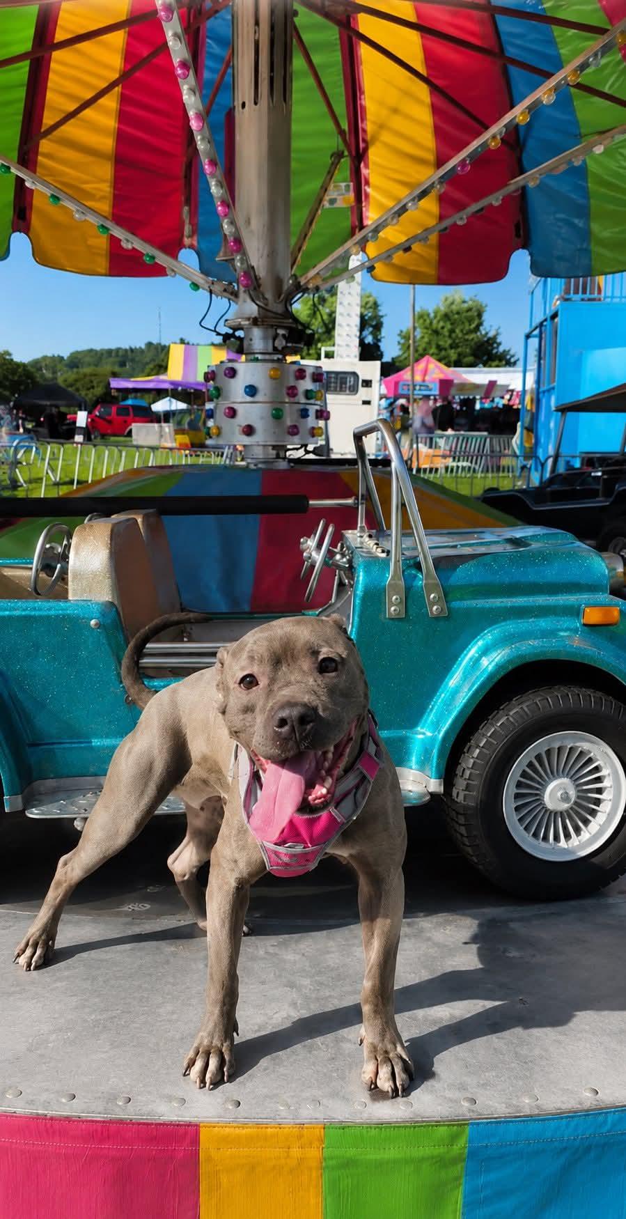 DIAMOND tinycauseadopt@gmail.com , ADOPTABLE, Adult Female Pit Bull Terrier.