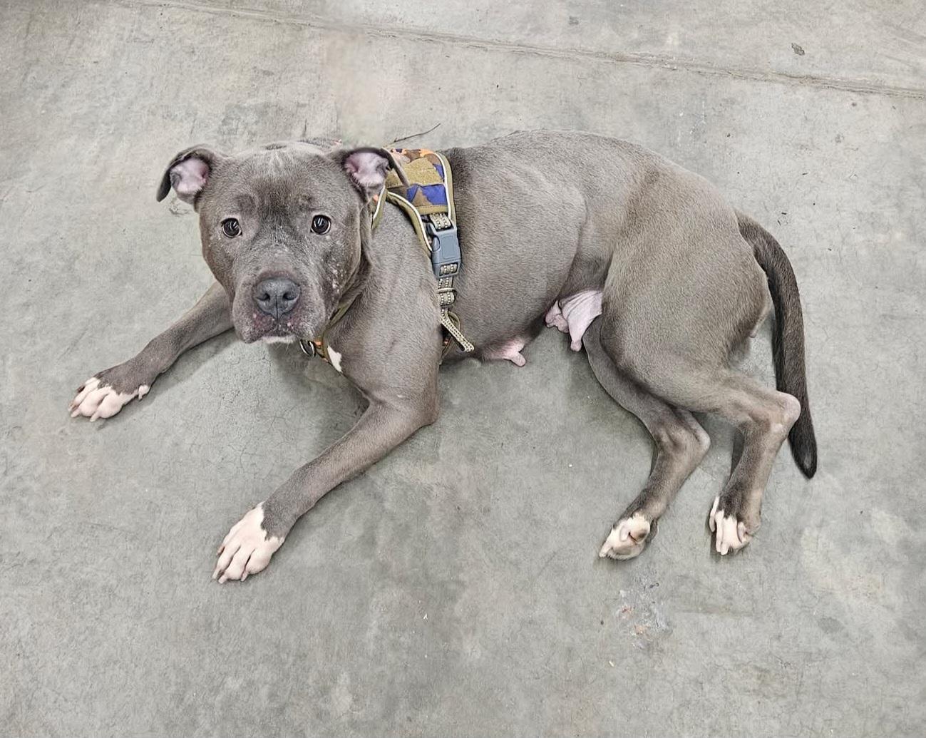 DIAMOND tinycauseadopt@gmail.com , ADOPTABLE, Adult Female Pit Bull Terrier.