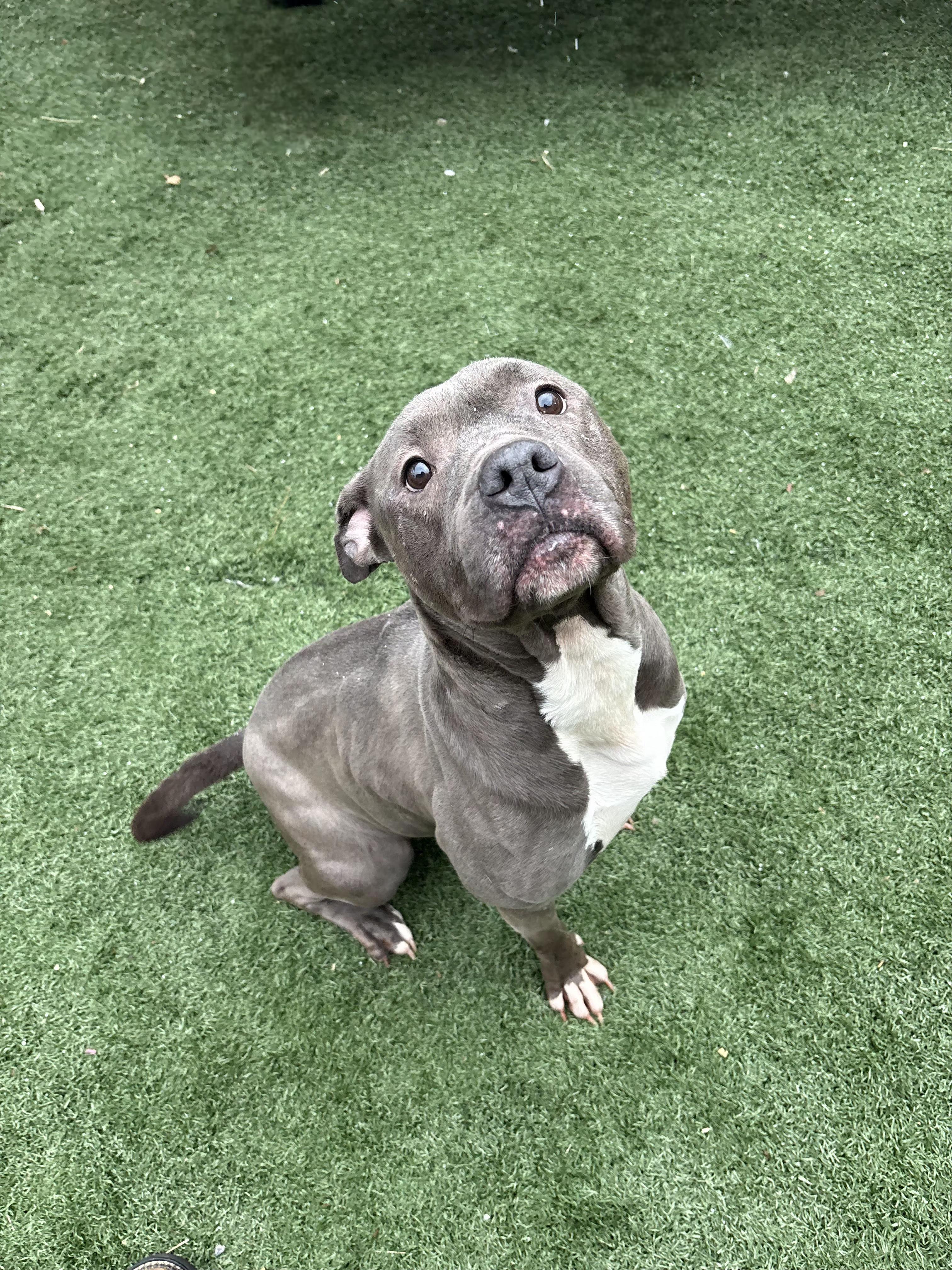 Enlarge DIAMOND tinycauseadopt@gmail.com , a ADOPTABLE mixed breed in Vandergrift, PA image 4/6