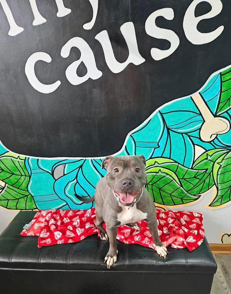 DIAMOND tinycauseadopt@gmail.com , ADOPTABLE, Adult Female Pit Bull Terrier.