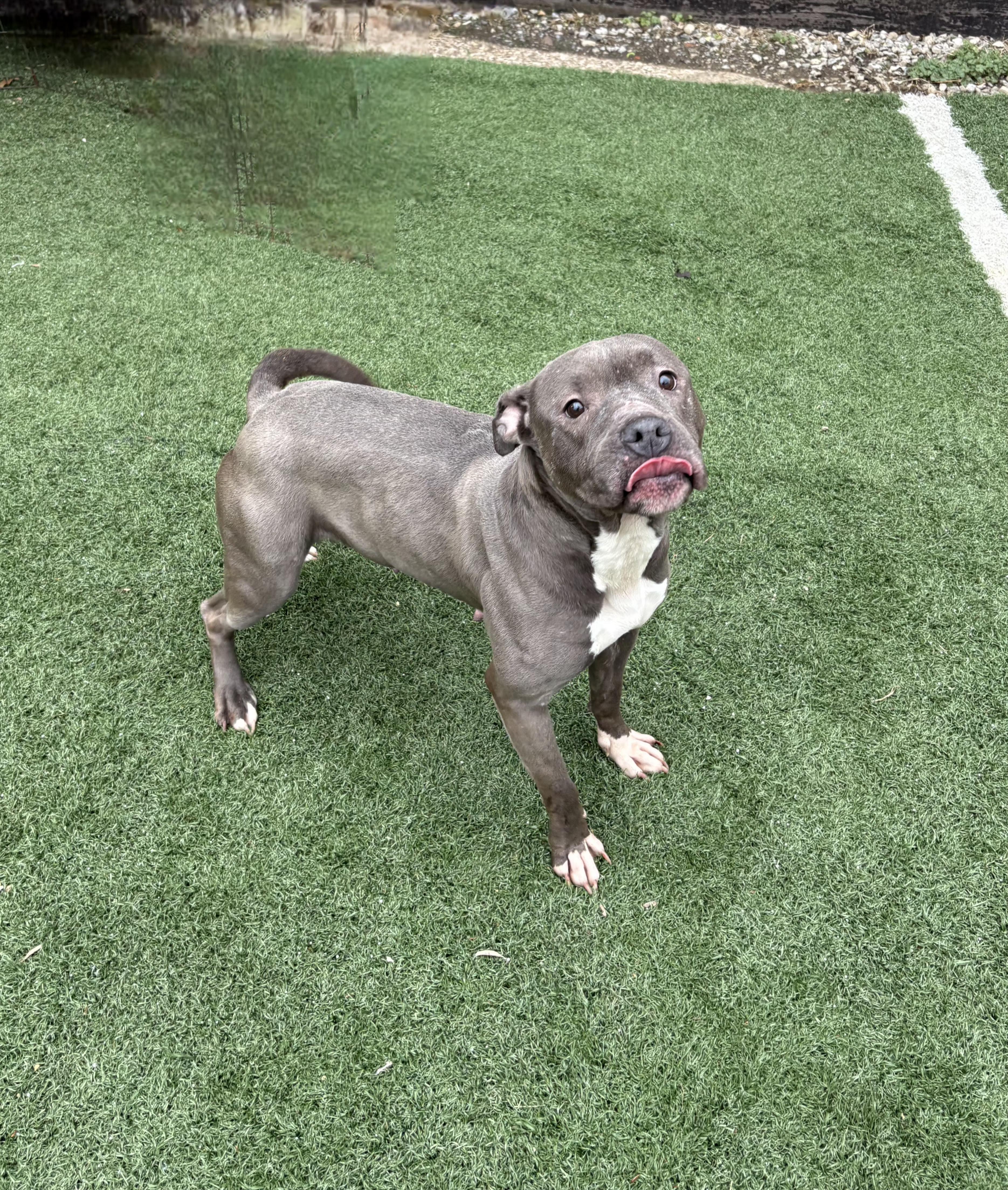 Enlarge DIAMOND tinycauseadopt@gmail.com , a ADOPTABLE mixed breed in Vandergrift, PA image 3/6